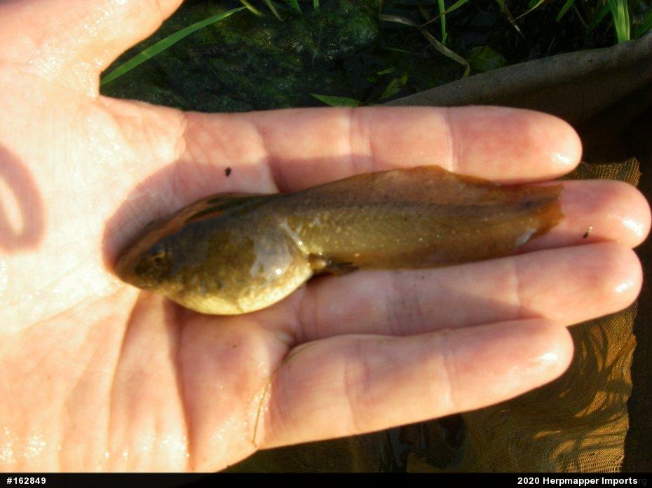 American Bullfrog