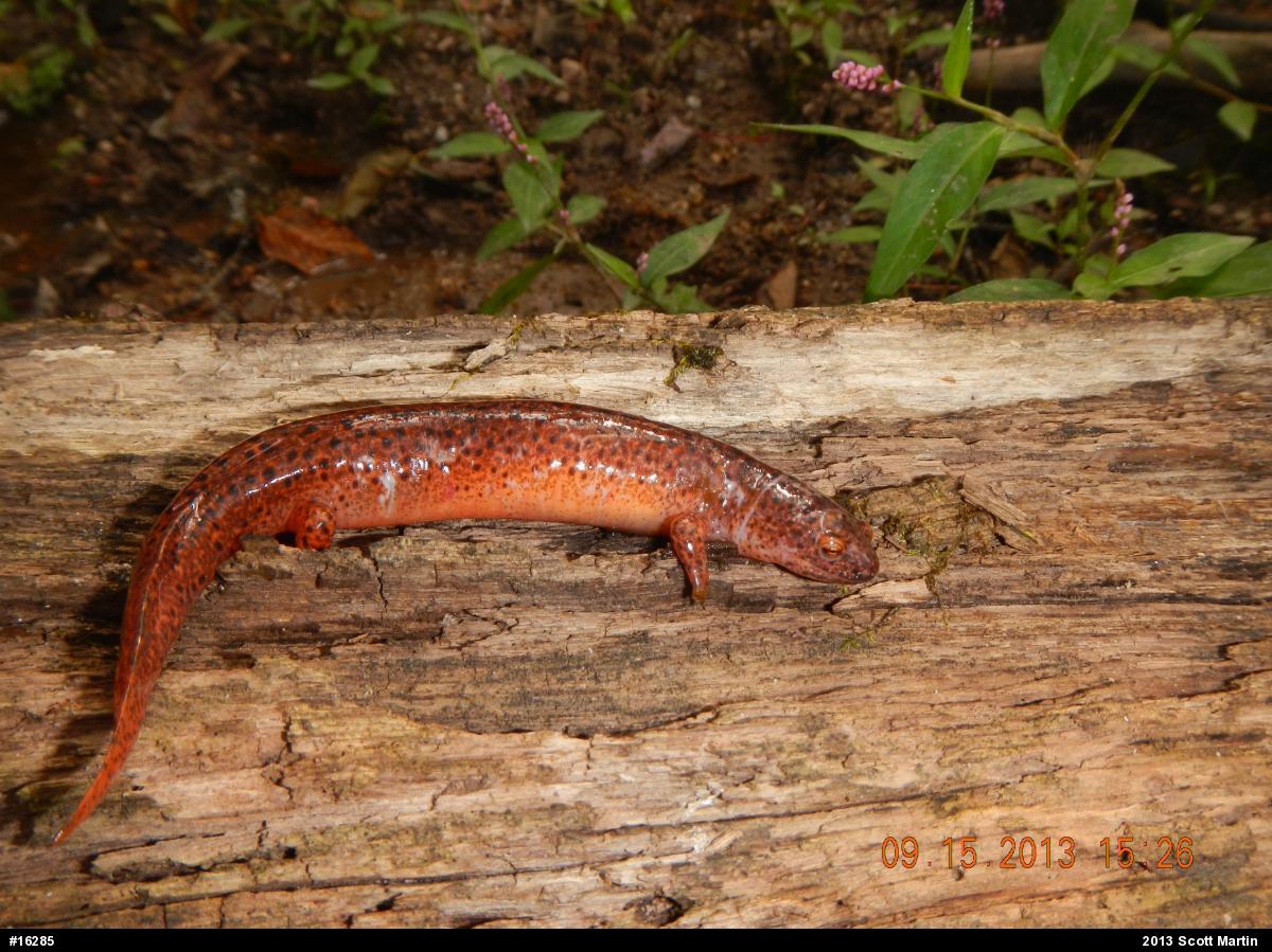 Northern Red Salamander