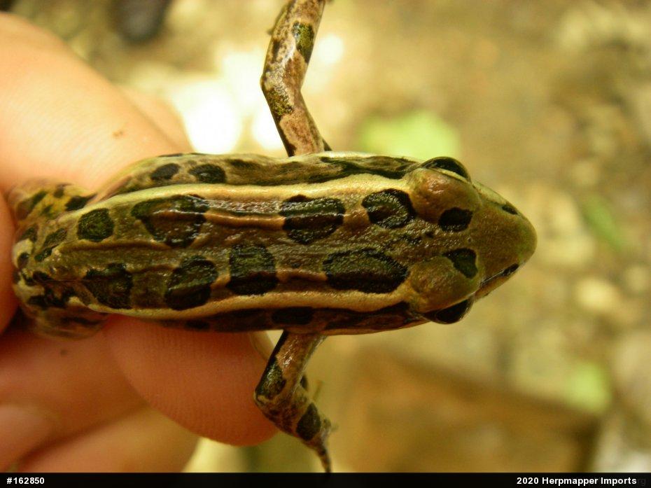 Pickerel Frog