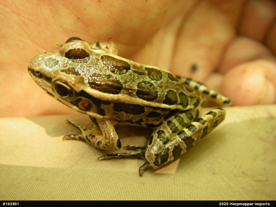 Pickerel Frog