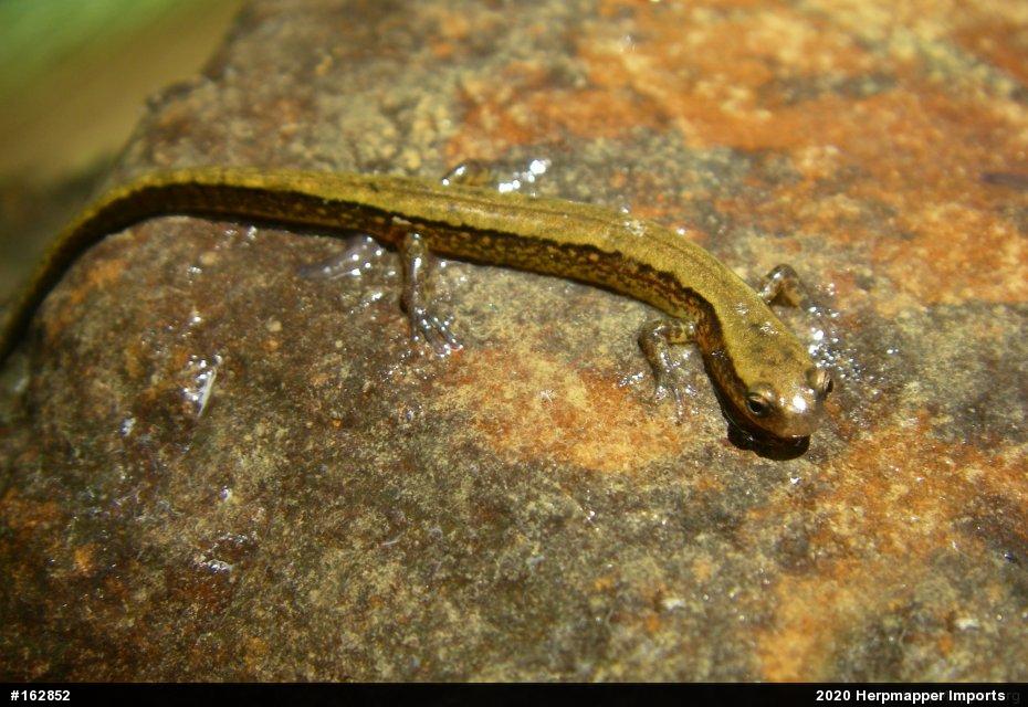 Northern Two-lined Salamander