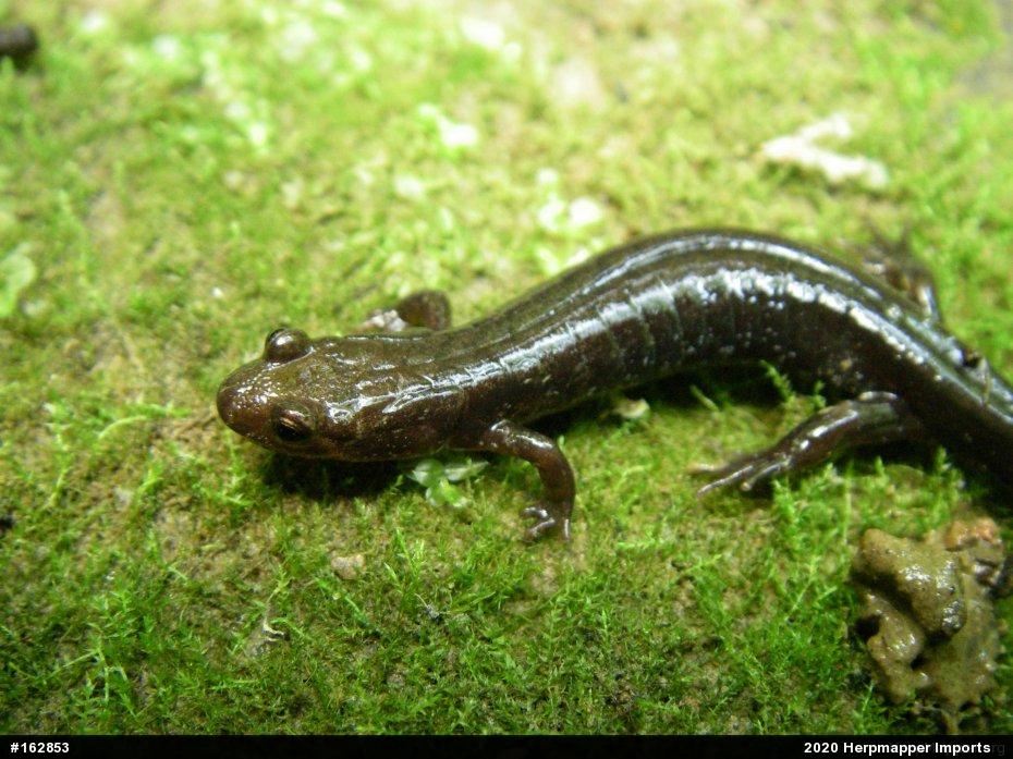 Allegheny Mountain Dusky Salamander