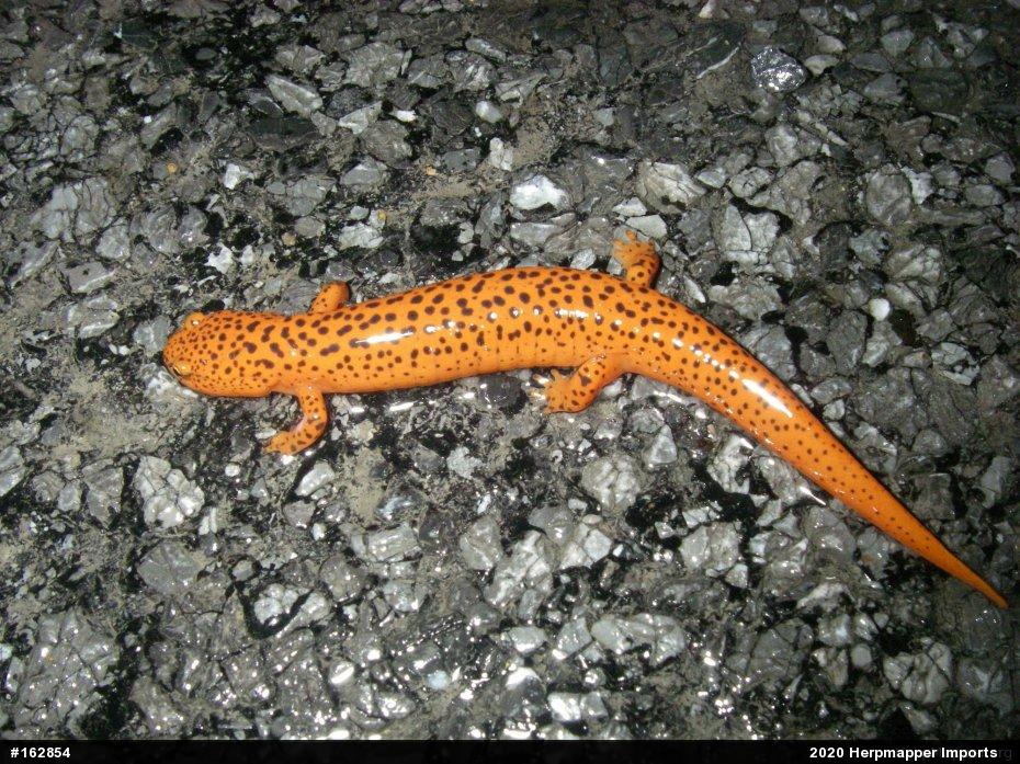 Northern Red Salamander
