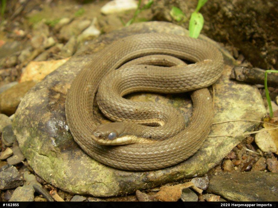 Queensnake