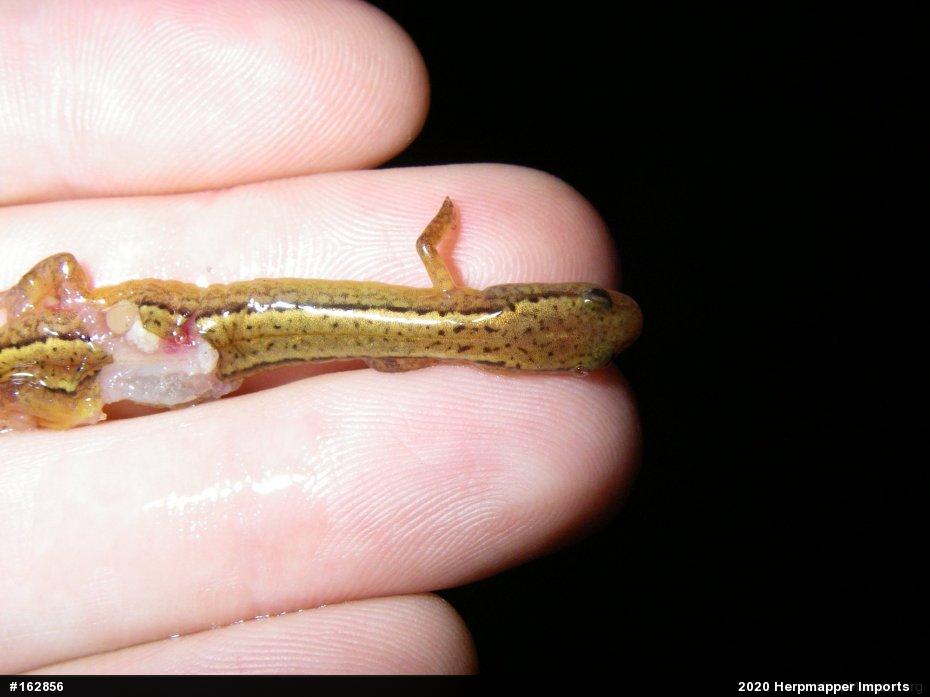Northern Two-lined Salamander