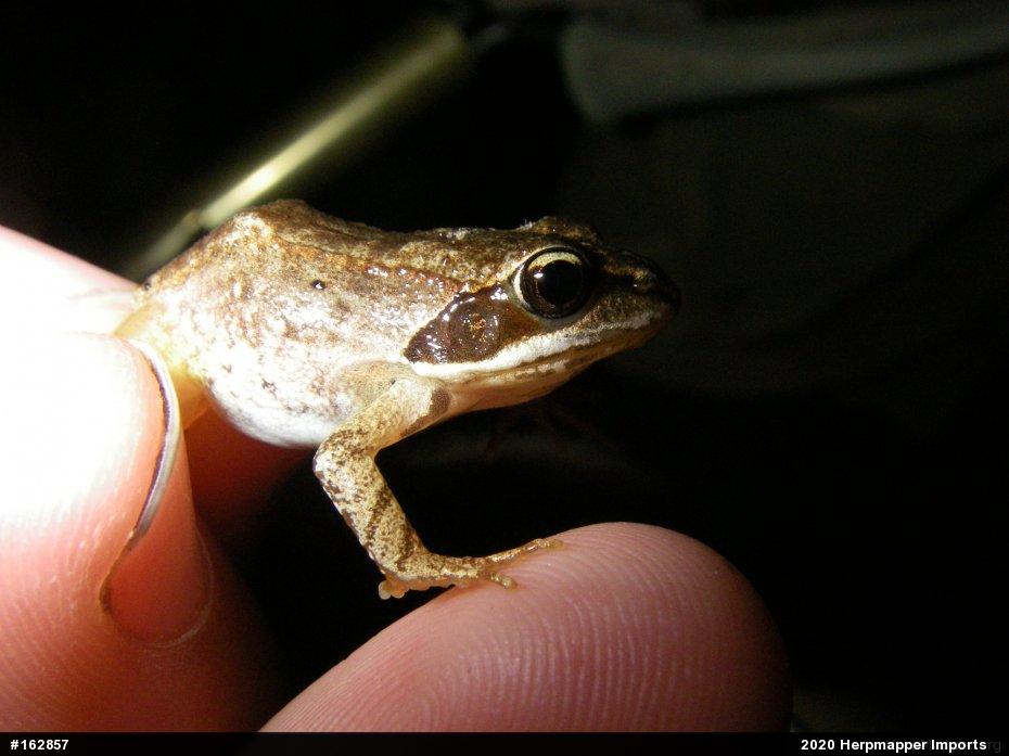 Wood Frog