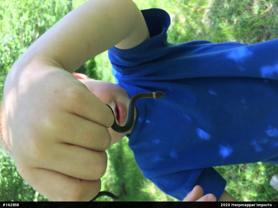 Northern Ring-necked Snake