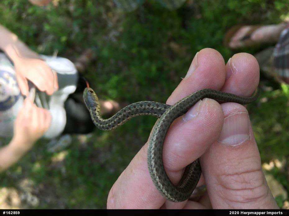 Eastern Gartersnake