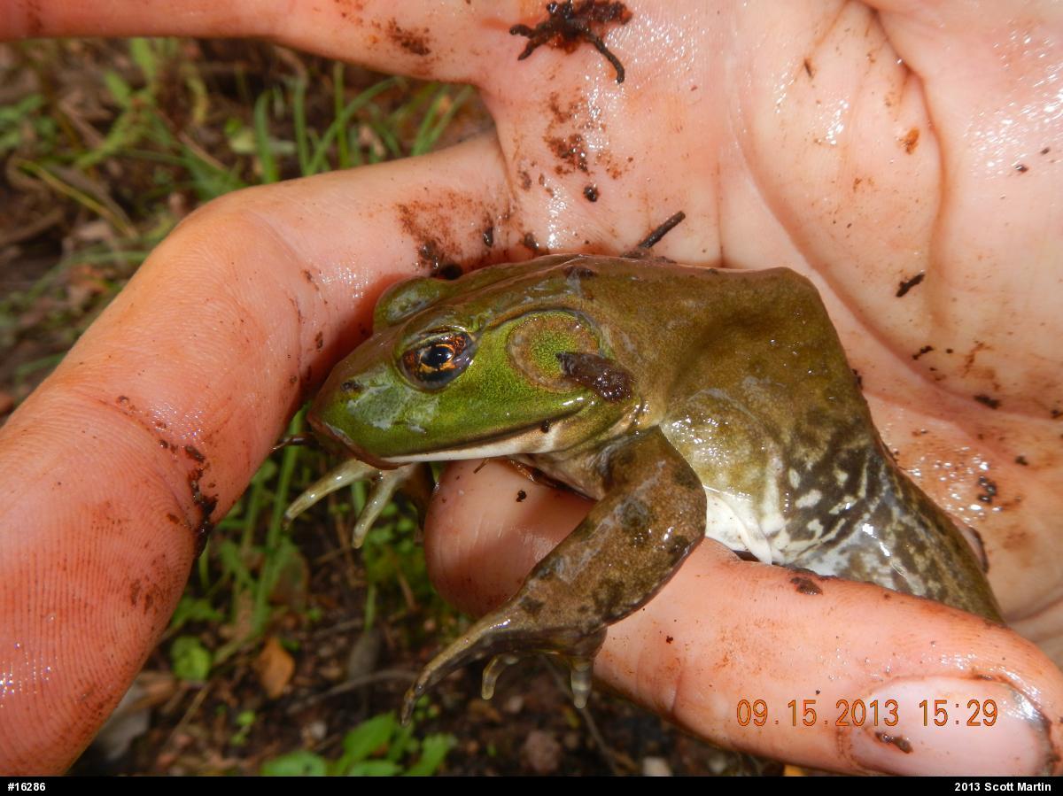 American Bullfrog