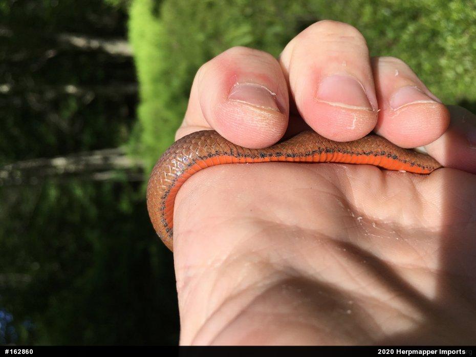 Red-bellied Snake