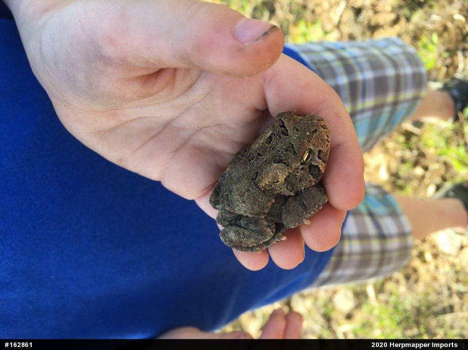 Eastern American Toad