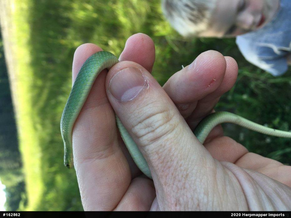 Smooth Greensnake