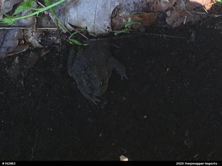 Eastern American Toad
