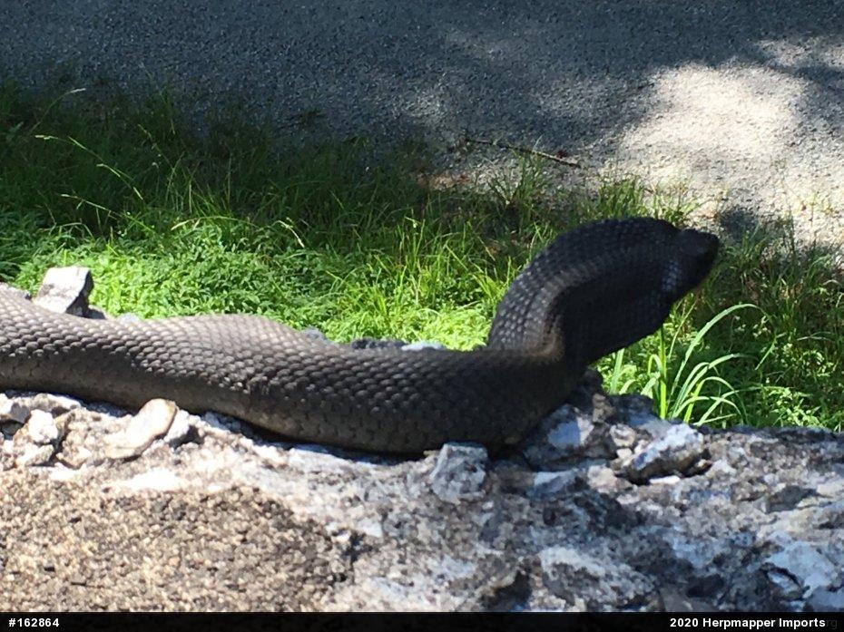 Eastern Hog-nosed Snake
