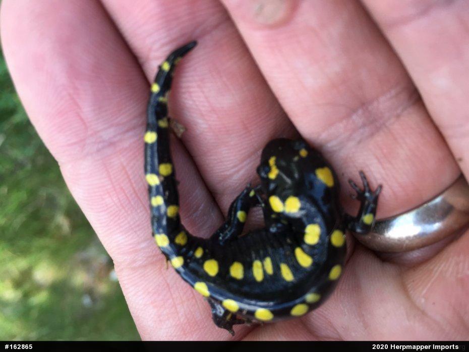 Spotted Salamander