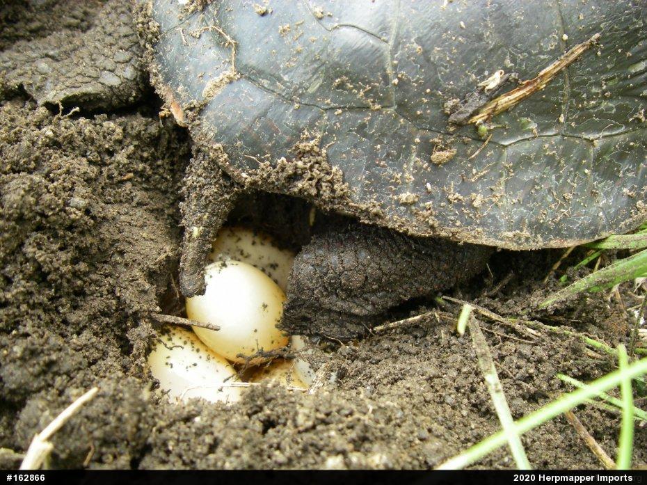Painted Turtle