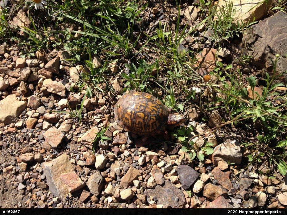 Box Turtles