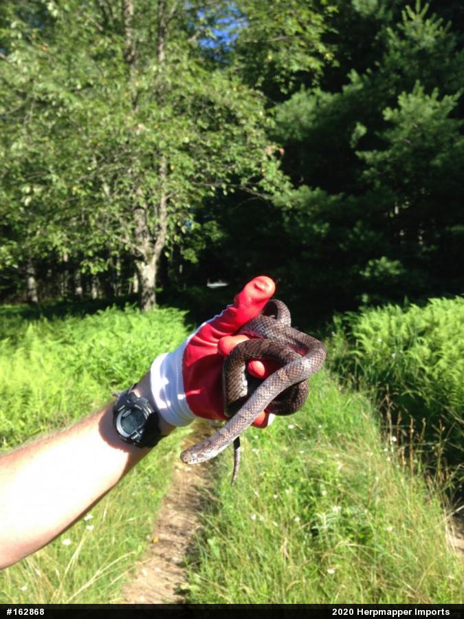 Eastern Milksnake