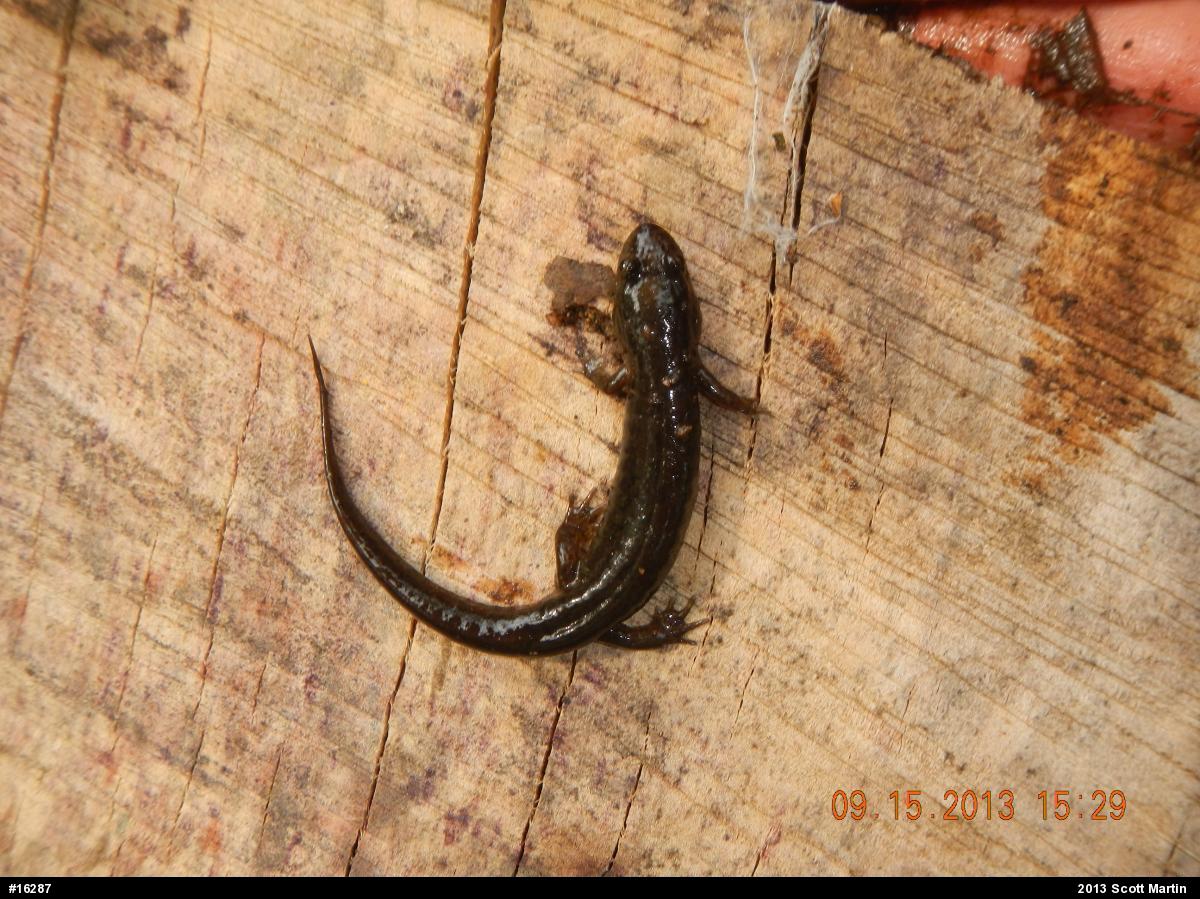Northern Dusky Salamander