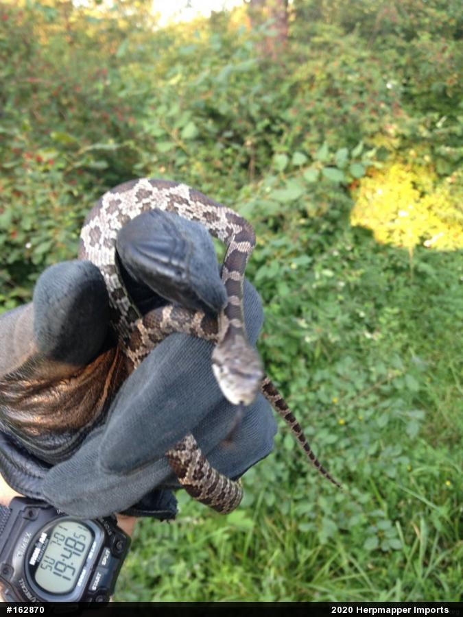 Eastern Ratsnake