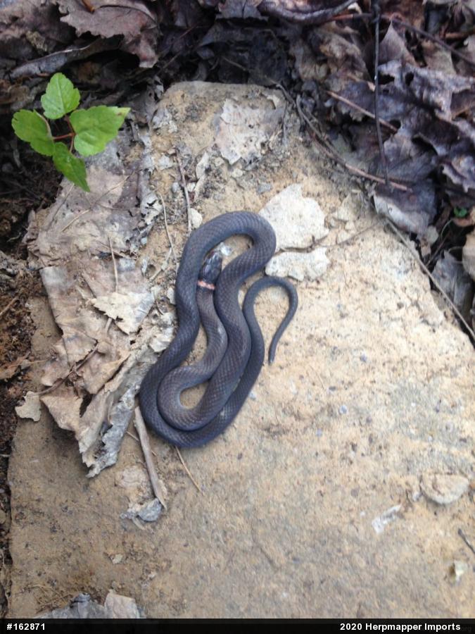 Northern Ring-necked Snake