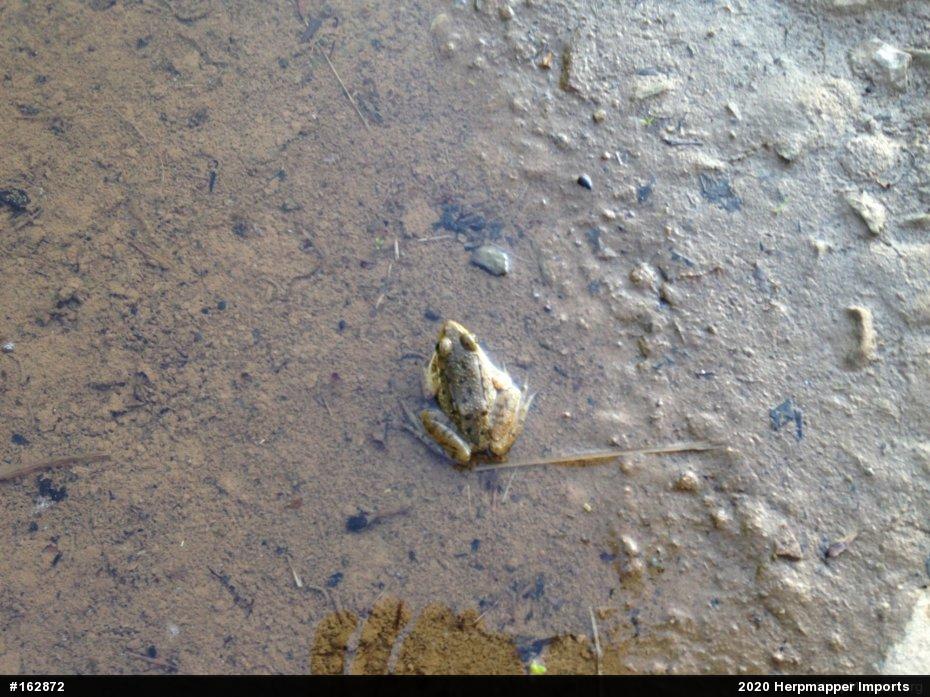 Green Frog