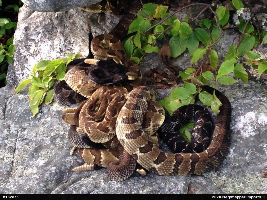 Timber Rattlesnake