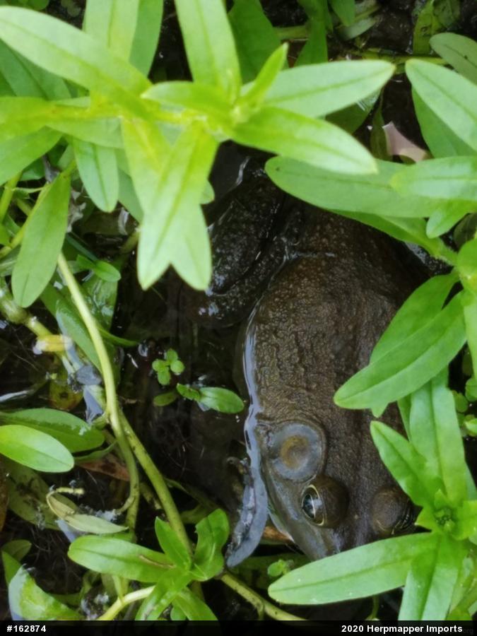 American Bullfrog