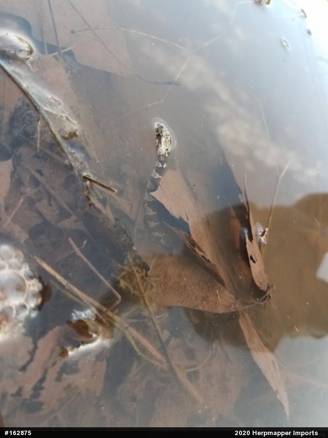 Northern Watersnake