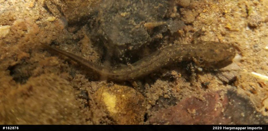 Northern Two-lined Salamander