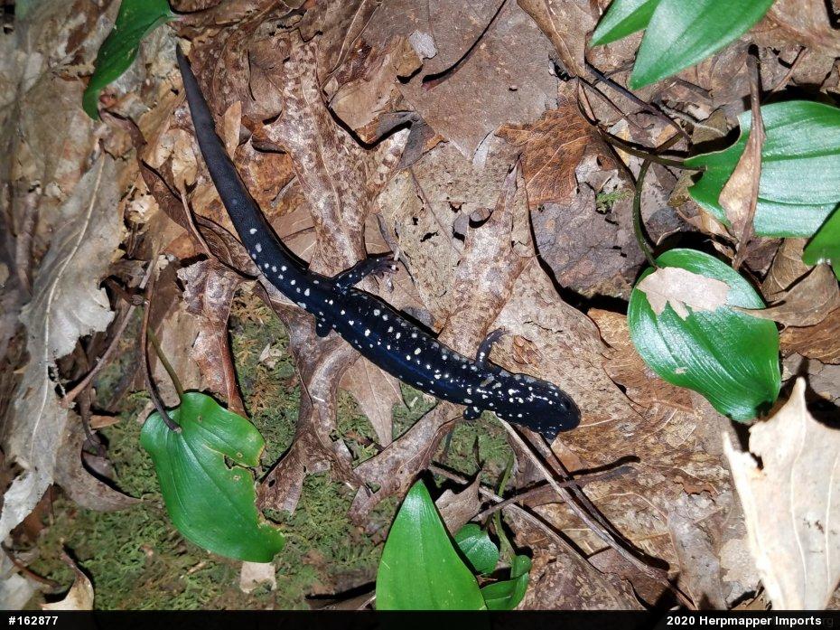 Northern Slimy Salamander