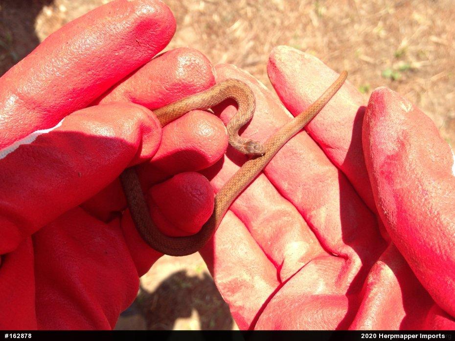 Dekay's Brownsnake