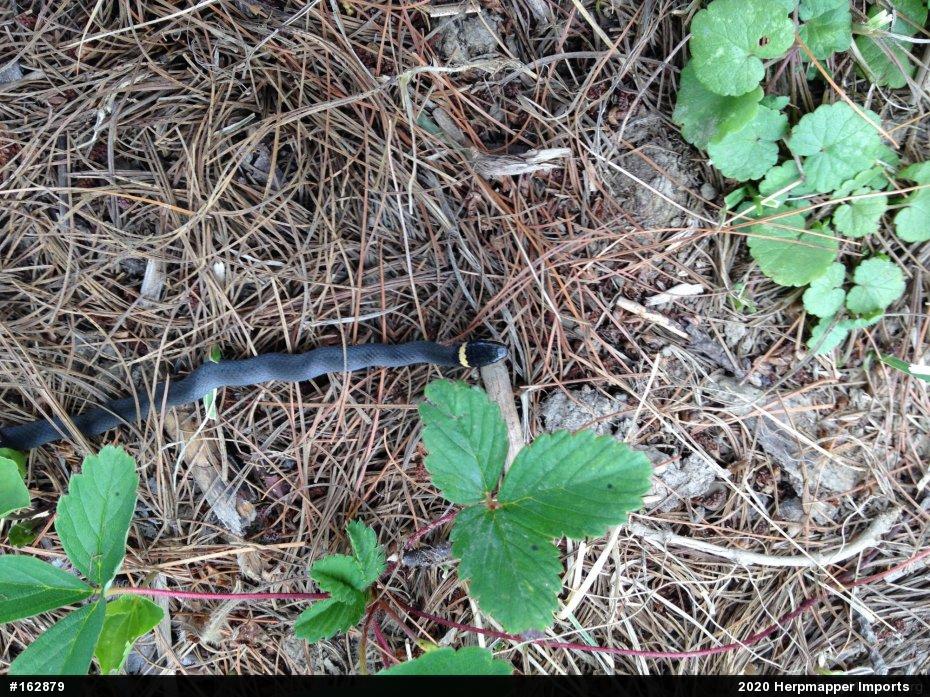 Northern Ring-necked Snake