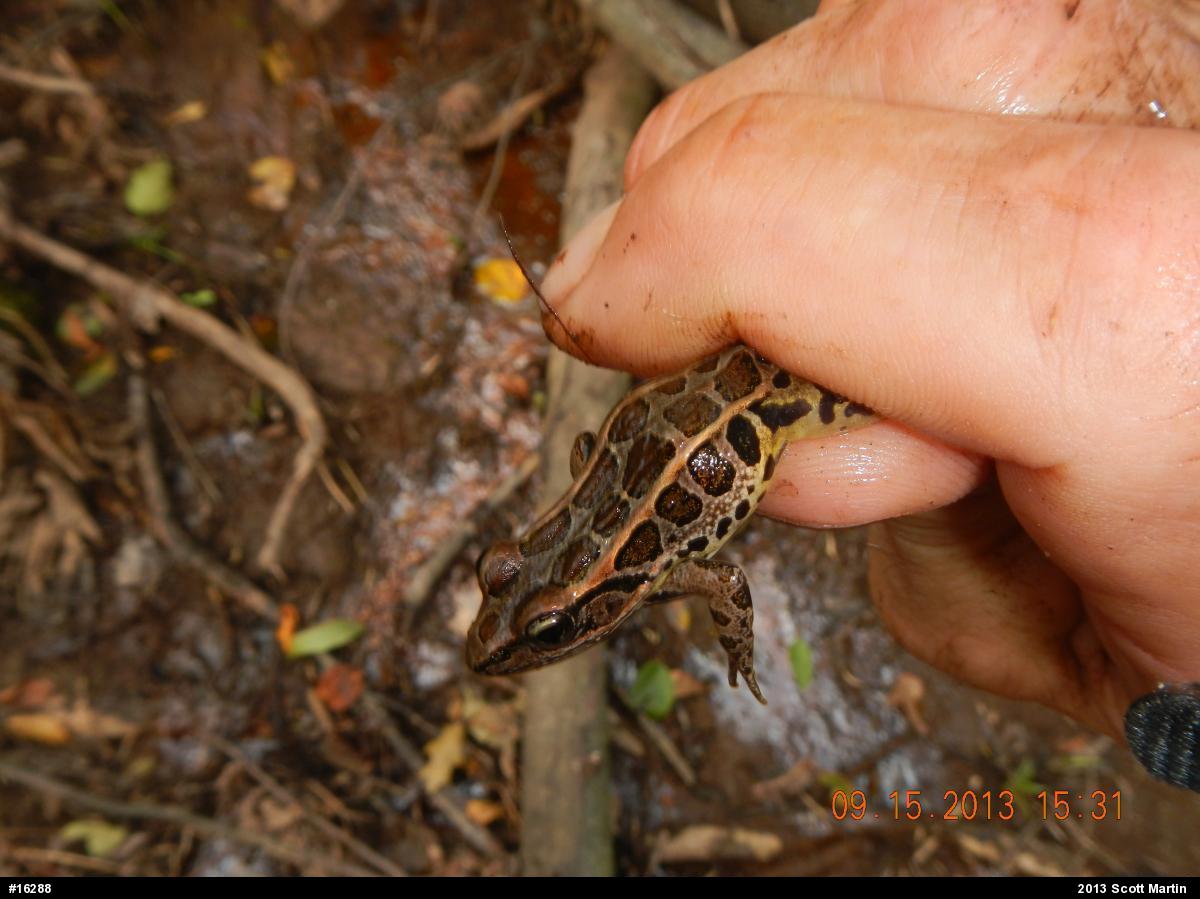 Pickerel Frog