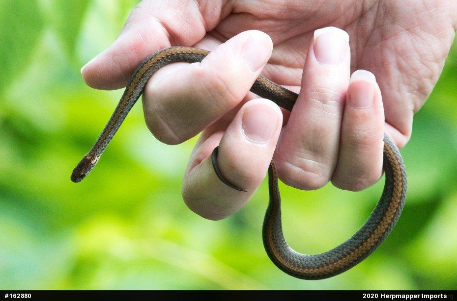 Red-bellied Snake