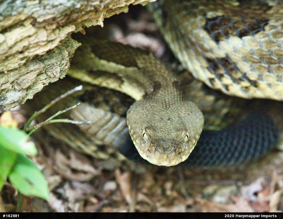 Timber Rattlesnake