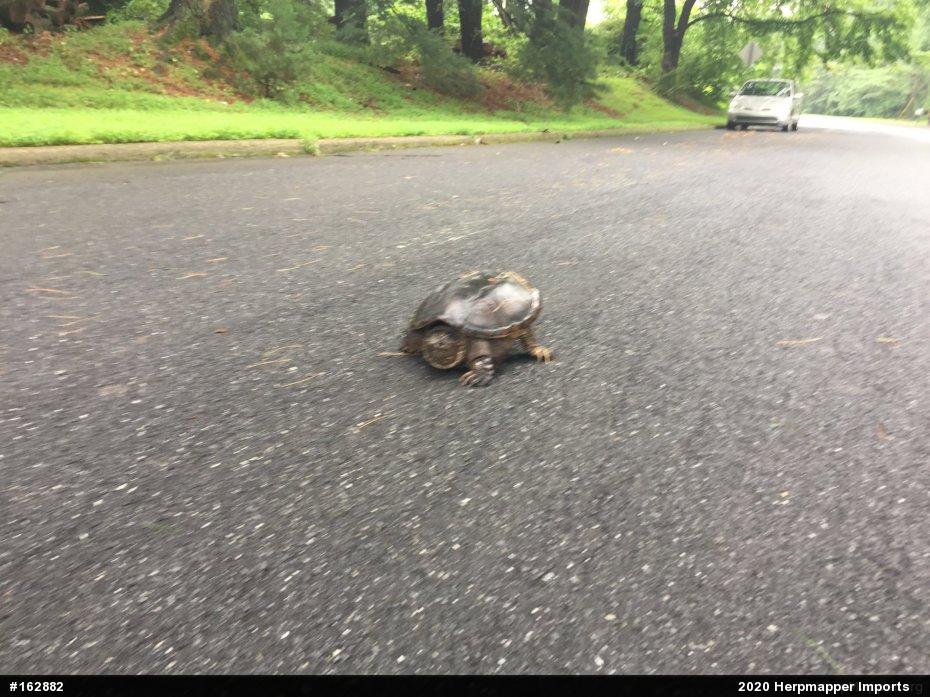 Snapping Turtle