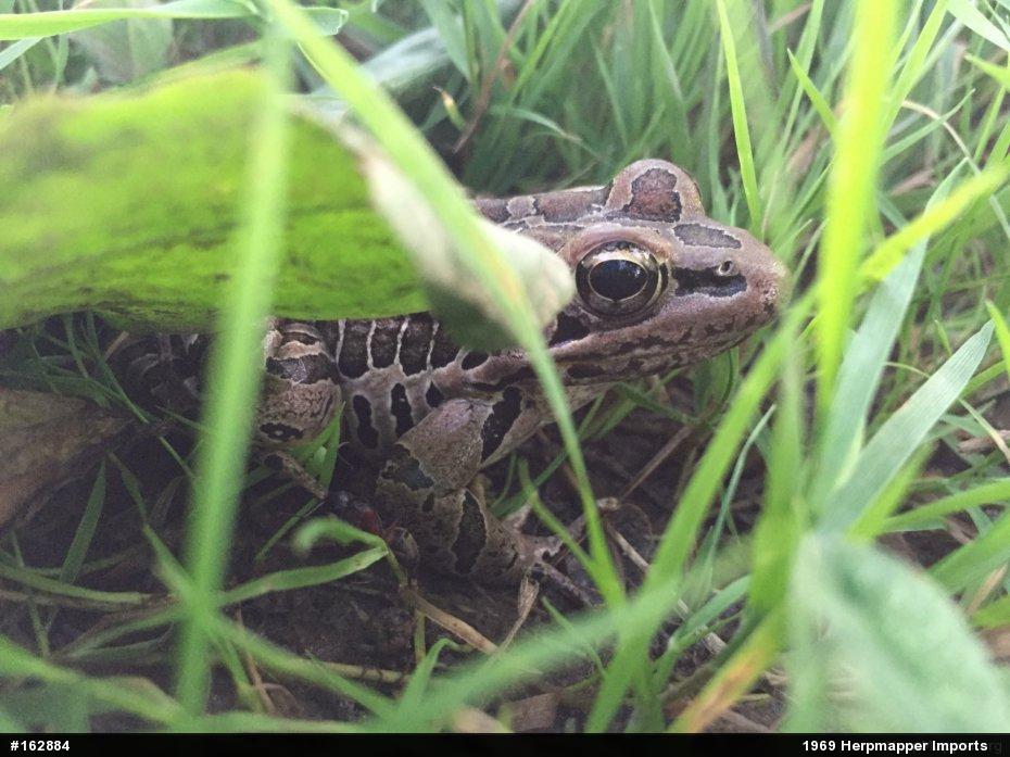 Pickerel Frog