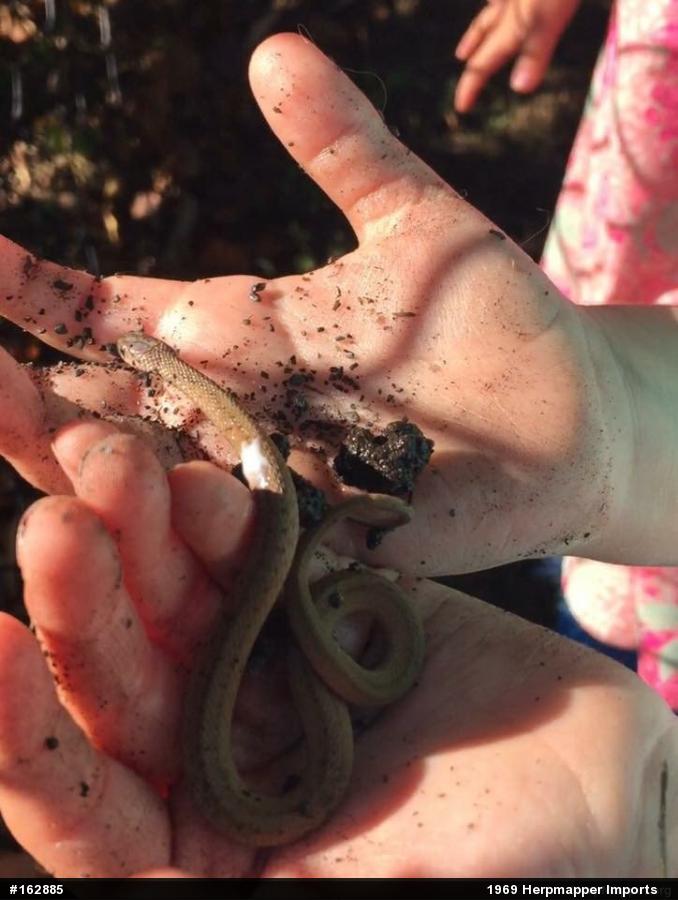 Dekay's Brownsnake