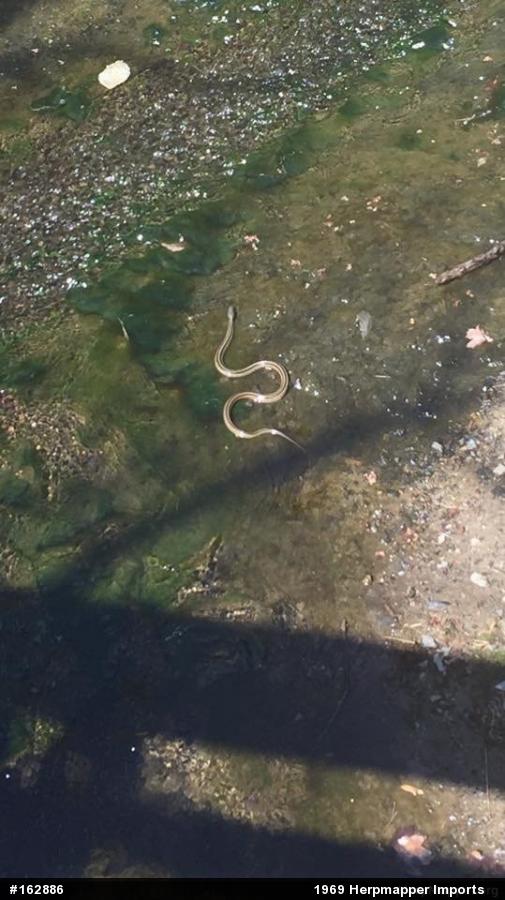 Eastern Gartersnake