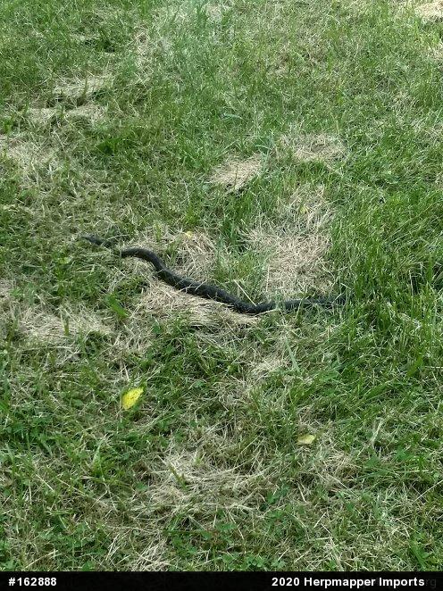 Eastern Ratsnake