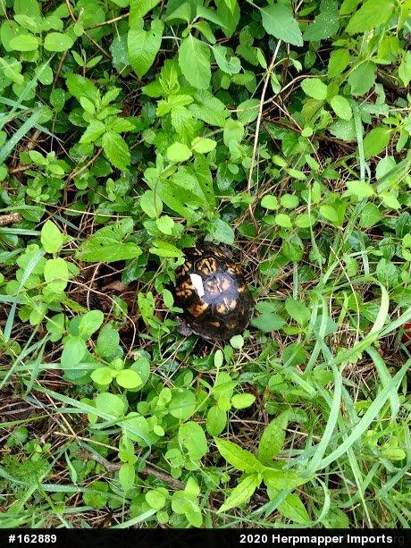 Eastern Box Turtle