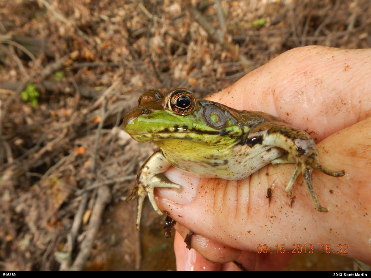 Green Frog