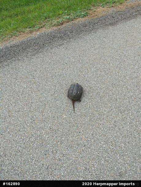 Snapping Turtle