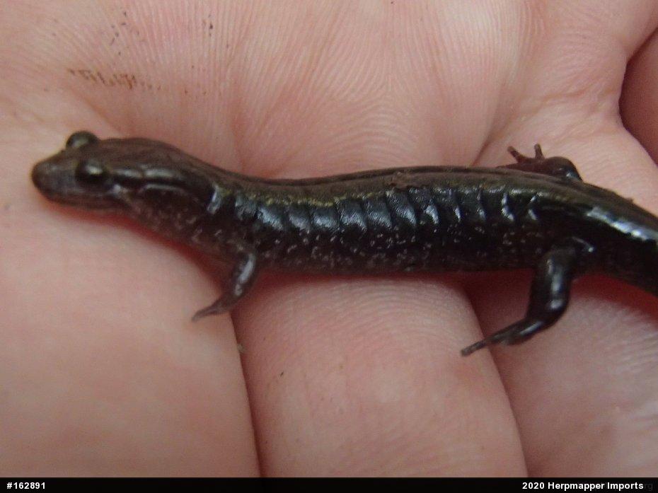 Dusky Salamanders