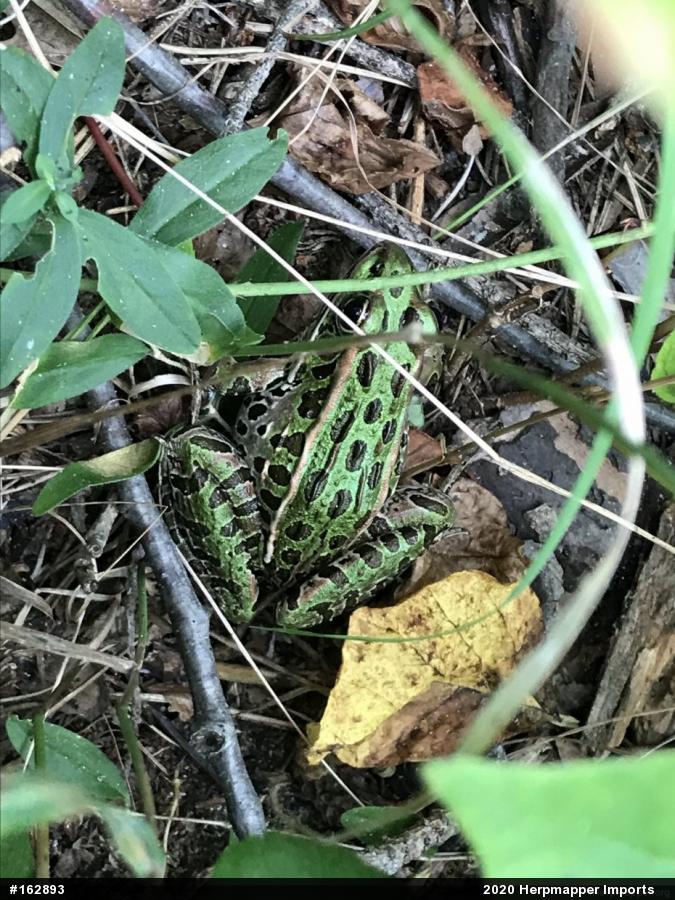 Northern Leopard Frog