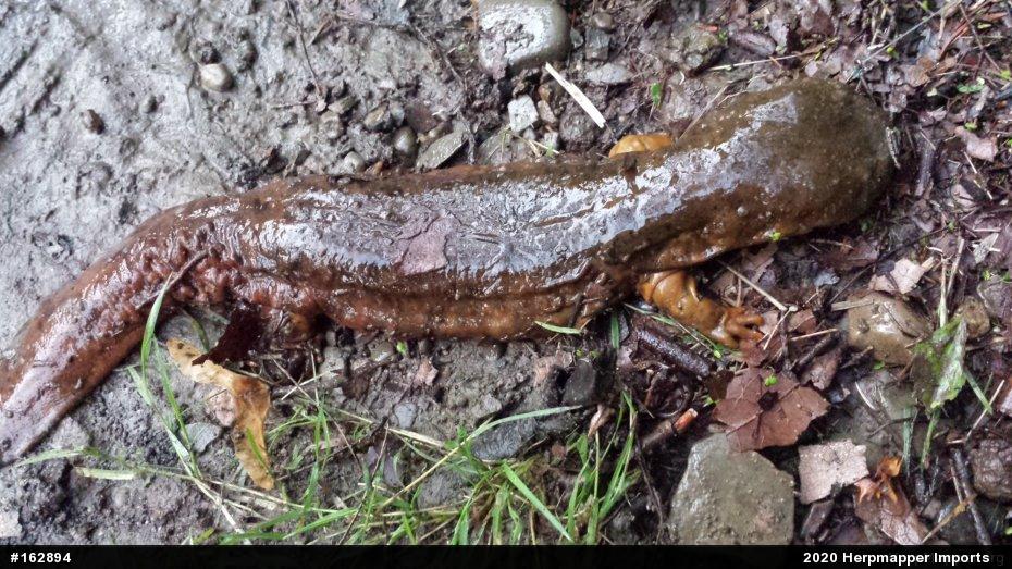 Eastern Hellbender