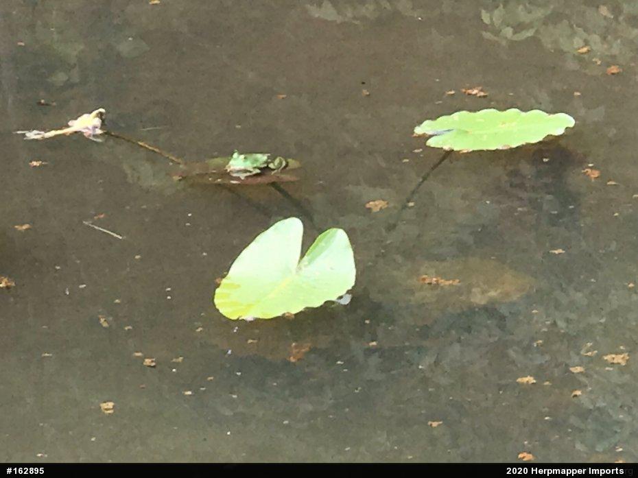 True Frogs