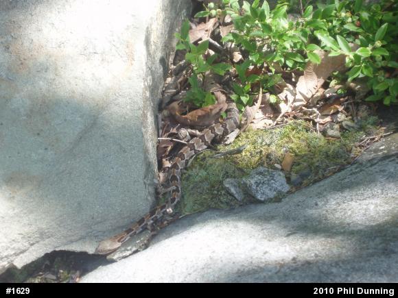 Timber Rattlesnake