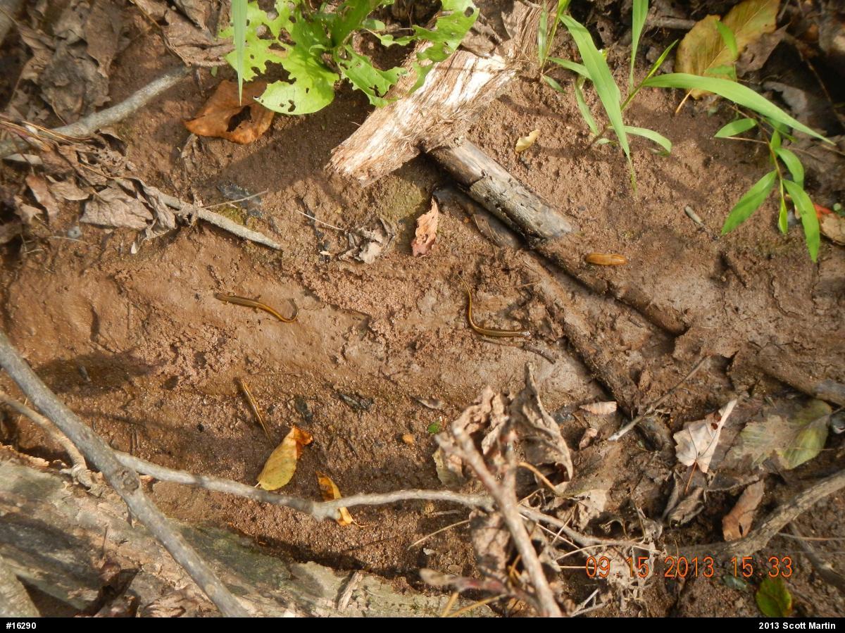 Northern Two-lined Salamander